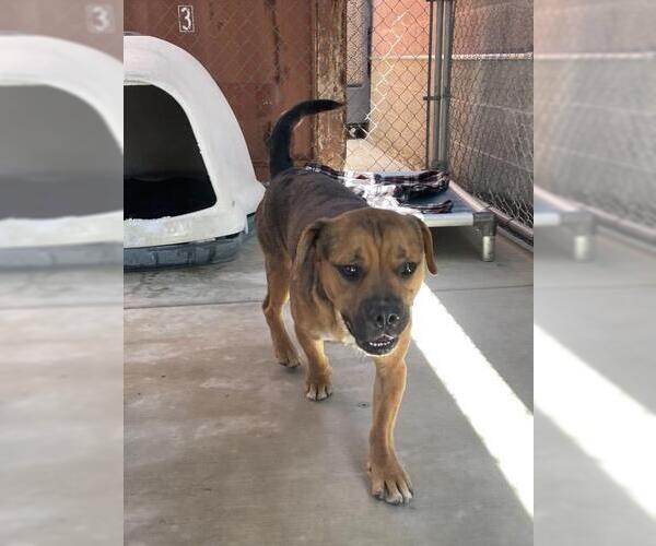 Medium Photo #1 Boxer-Unknown Mix Puppy For Sale in Redlands, CA, USA