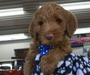 Goldendoodle Puppy for Sale in LENA, Illinois USA