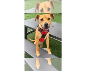 Mutt Dogs for adoption in Greenbelt, MD, USA