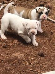 American Bulldog-English Bulldogge Mix Puppy for sale in SHOW LOW, AZ, USA