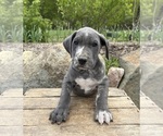 Small #1 Great Dane