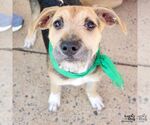 Small #1 Mutt