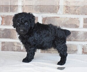 Poodle (Standard) Puppy for Sale in NEW MARKET, Tennessee USA