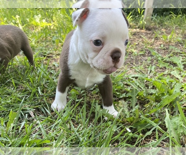 Medium Photo #1 Boston Terrier Puppy For Sale in FREDONIA, KS, USA