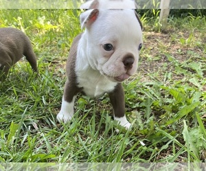 Boston Terrier Puppy for sale in FREDONIA, KS, USA