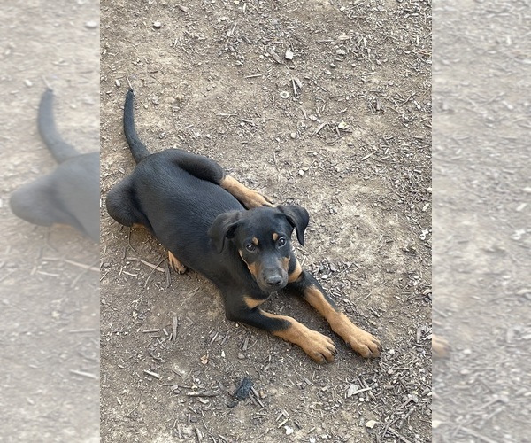 Medium Photo #1 Doberman Pinscher-Labrador Retriever Mix Puppy For Sale in LAFAYETTE, TN, USA
