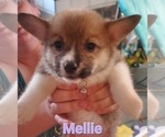 Puppy 4 Pembroke Welsh Corgi