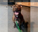 Small American Pit Bull Terrier