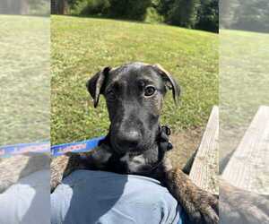 Mutt Dogs for adoption in Candler, NC, USA