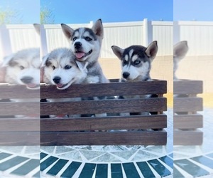 Siberian Husky Puppy for sale in FALLBROOK, CA, USA