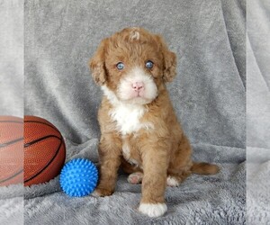 Miniature Labradoodle Puppy for sale in FREDERICKSBURG, OH, USA