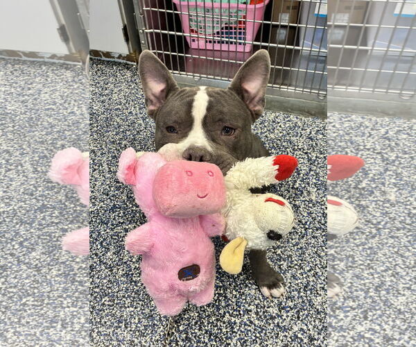 Medium Photo #3 Bulldog-Unknown Mix Puppy For Sale in Jackson , NJ, USA