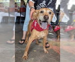 Small #2 Labrador Retriever Mix