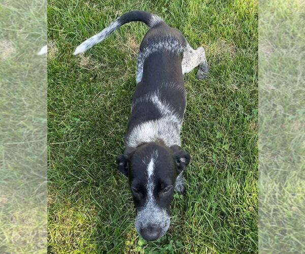 Medium Photo #4 Border Collie-German Shorthaired Pointer Mix Puppy For Sale in Grovertown, IN, USA