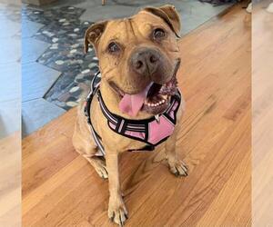 American Pit Bull Terrier-Chinese Shar-Pei Mix Dogs for adoption in Sacramento, CA, USA