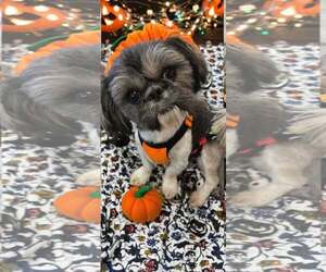 Shih Tzu Dogs for adoption in Mount Laurel, NJ, USA