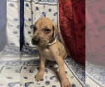 Puppy Mr White Great Dane