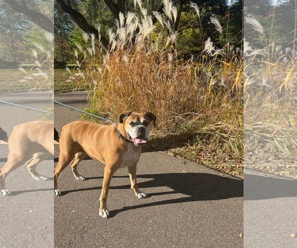Medium Photo #3 Boxer Puppy For Sale in Woodbury, MN, USA