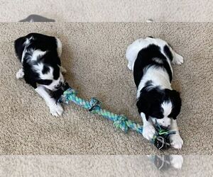 English Springer Spaniel Puppy for Sale in PARKER, Colorado USA