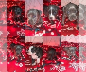 American Bully Puppy for sale in AIRWAY HEIGHTS, WA, USA
