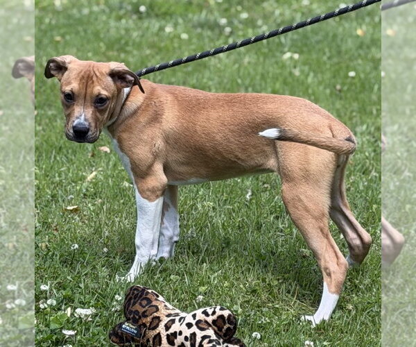 Medium Photo #4 Mutt Puppy For Sale in Yardley, PA, USA