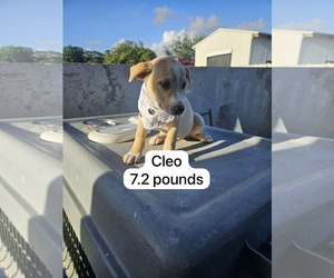 Chihuahua-Labrador Retriever Mix Dogs for adoption in Virginia Beach, VA, USA