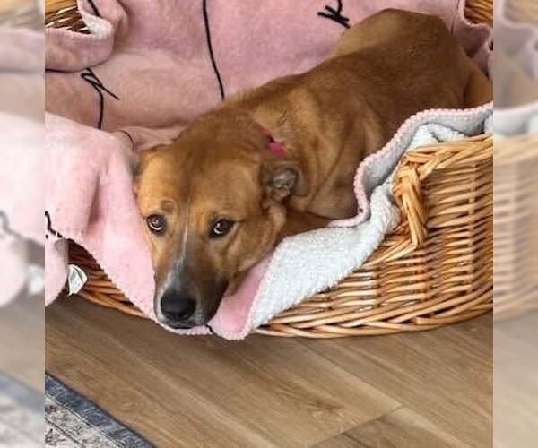 Medium Photo #7 Mutt Puppy For Sale in Woodbury, NY, USA