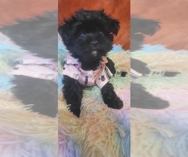 Medium Photo #71 Yorkshire Terrier Puppy For Sale in AKRON, OH, USA