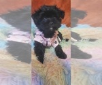 Puppy MIDNIGHT Yorkshire Terrier