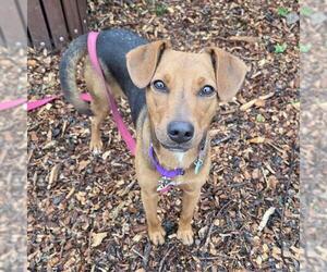 Mutt Dogs for adoption in Waterford, VA, USA