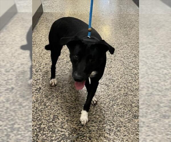 Medium Photo #1 Doberman Pinscher-Unknown Mix Puppy For Sale in Tracy, CA, USA