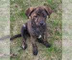 Small #2 Great Pyrenees Mix