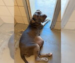 Small Mastiff Mix