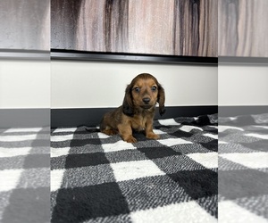 Dachshund Puppy for sale in FRANKLIN, IN, USA
