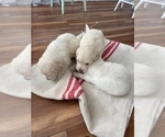 Small #5 Golden Retriever