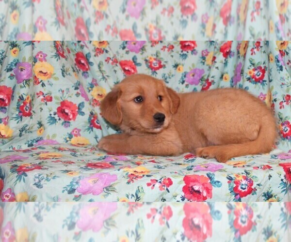 Medium Photo #8 Golden Retriever Puppy For Sale in BLOOMINGTON, IN, USA