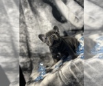 Small Photo #5 French Bulldog Puppy For Sale in CLIFTON, NJ, USA