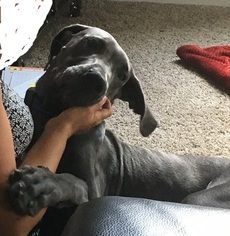 Great Dane Puppy for sale in FRANKLIN, OH, USA