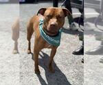 Small #5 American Pit Bull Terrier-Staffordshire Bull Terrier Mix