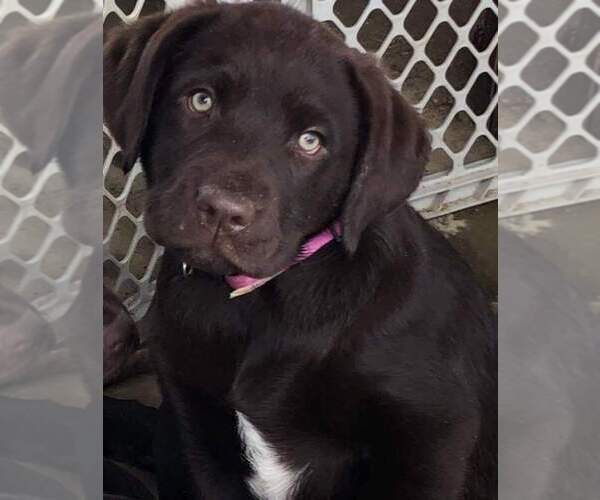 Medium Photo #4 Labrador Retriever Puppy For Sale in ANZA, CA, USA