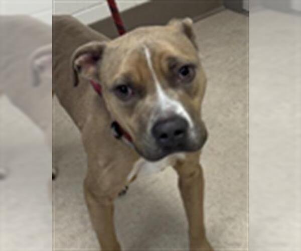 Medium Photo #1 Mutt Puppy For Sale in Saginaw, MI, USA