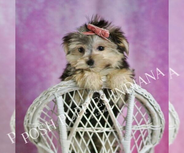 Medium Photo #1 Morkie Puppy For Sale in WARSAW, IN, USA