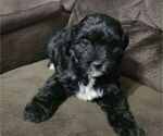 Puppy 2 Cavapoo-Maltipoo Mix