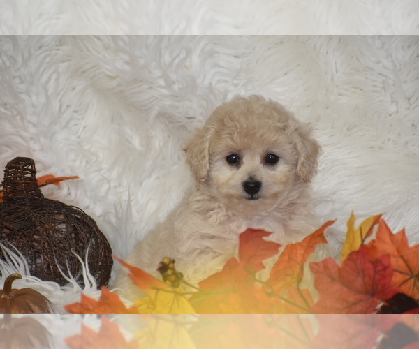 Medium Photo #4 Poochon Puppy For Sale in ELDORADO, OH, USA
