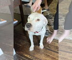 Small #7 American Staffordshire Terrier-Boxer Mix