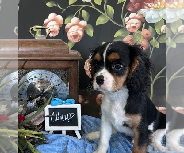 Medium Photo #5 Cavalier King Charles Spaniel Puppy For Sale in ABILENE, TX, USA