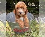 Small #3 Goldendoodle (Miniature)