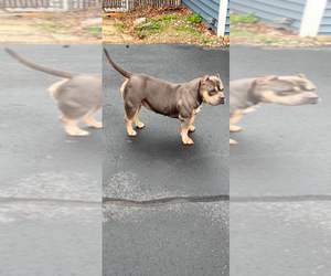 Mother of the American Bulldog puppies born on 11/17/2025