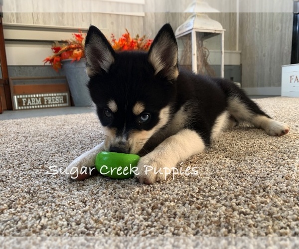Medium Photo #1 Pomsky Puppy For Sale in DONNELLSON, IA, USA