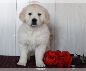 English Cream Golden Retriever Puppy for sale in FREDERICKSBURG, OH, USA